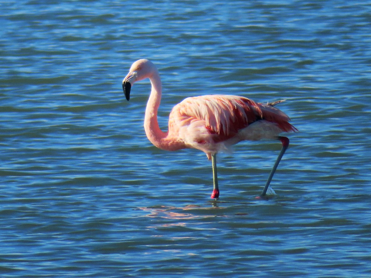Chilean Flamingo - ML610467812