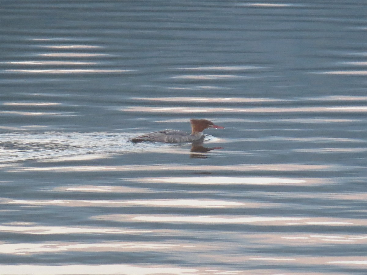 Common Merganser - Dargan Jaeger