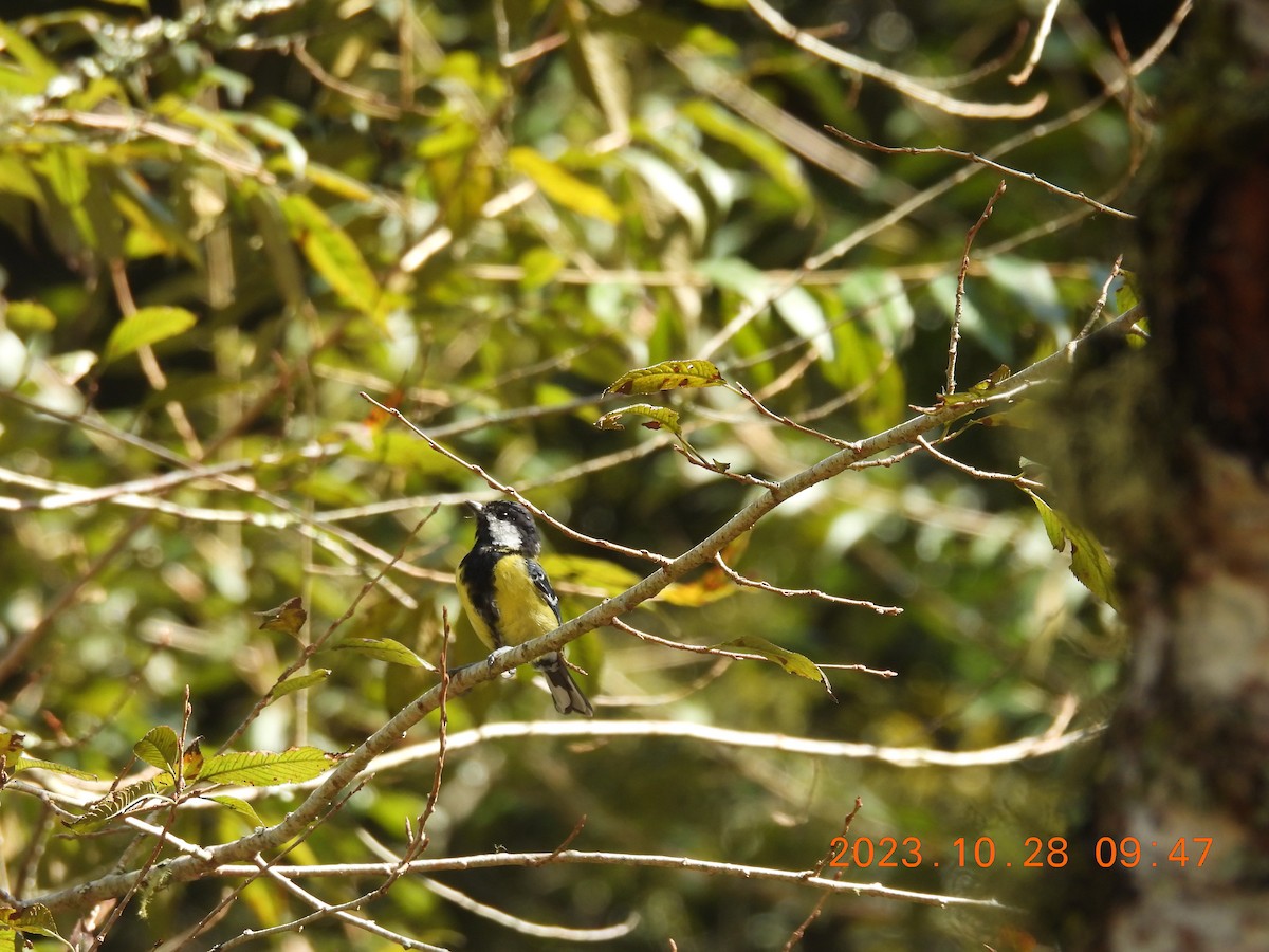 Green-backed Tit - ML610467866