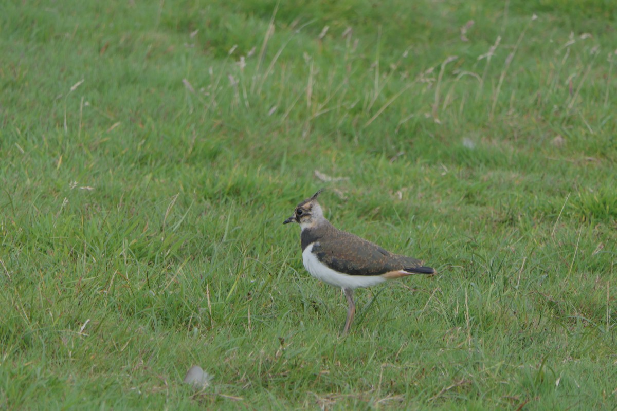 Northern Lapwing - Mick Mellor