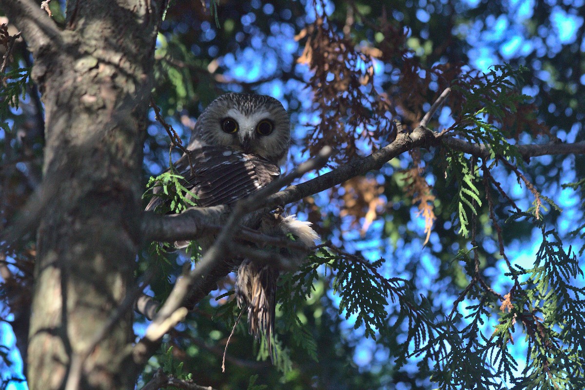 Northern Saw-whet Owl - Caleb Scholtens