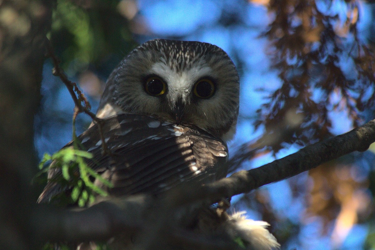 Northern Saw-whet Owl - Caleb Scholtens