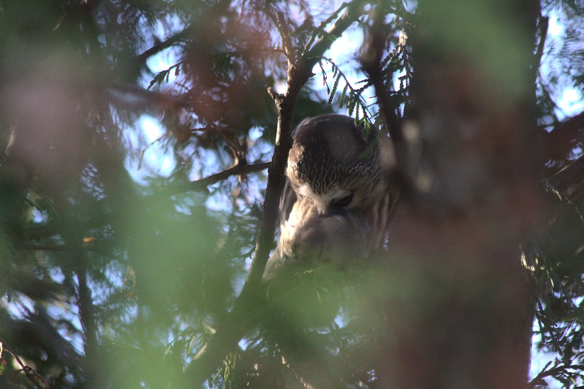 Northern Saw-whet Owl - ML610467896