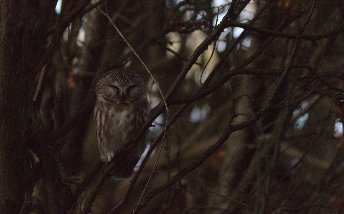 Northern Saw-whet Owl - Caleb Scholtens