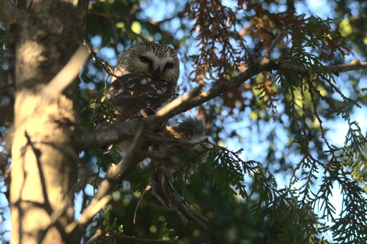 Northern Saw-whet Owl - ML610467965