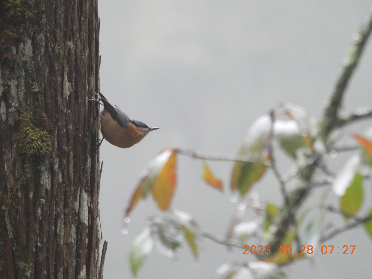 Eurasian Nuthatch - ML610468052