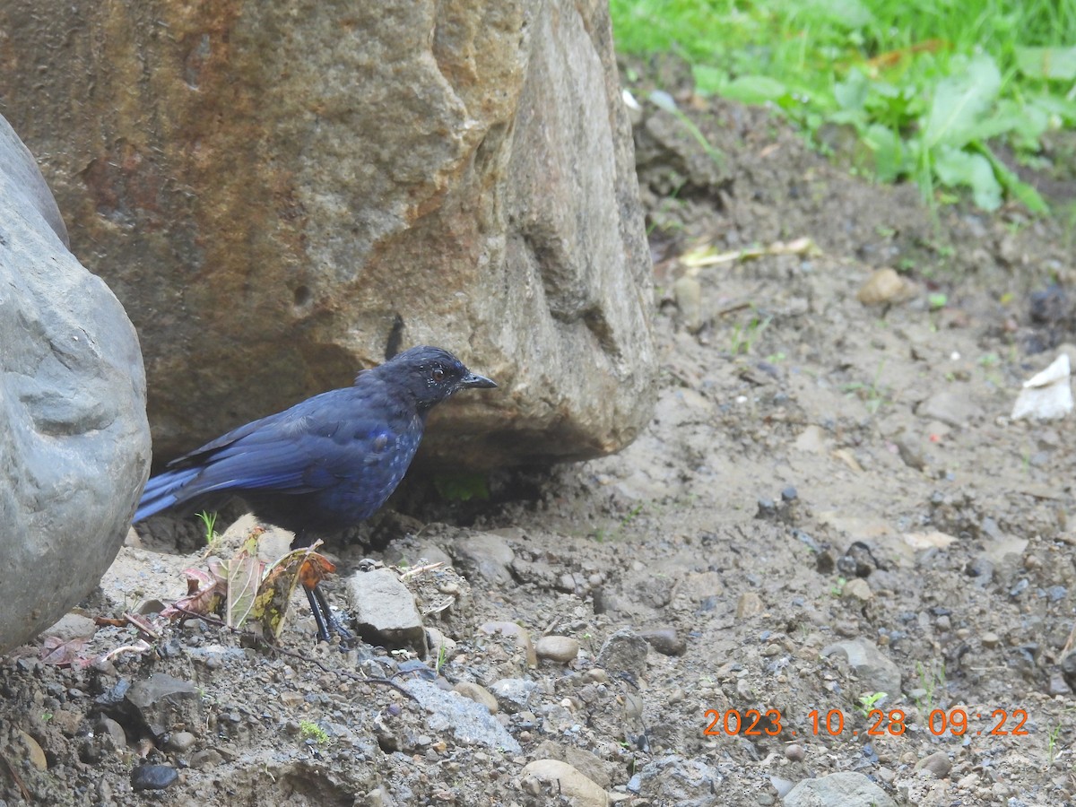 Taiwan Whistling-Thrush - ML610468068