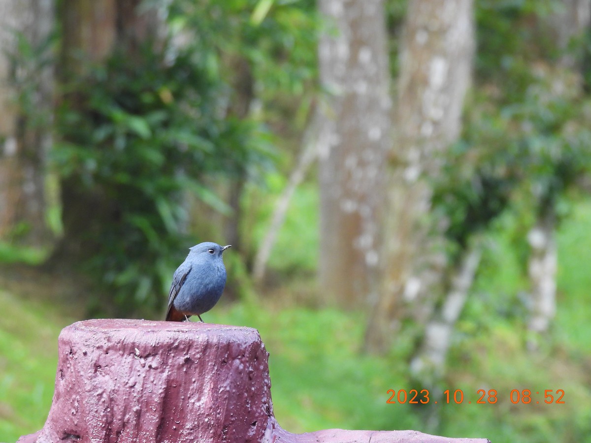 Plumbeous Redstart - ML610468084