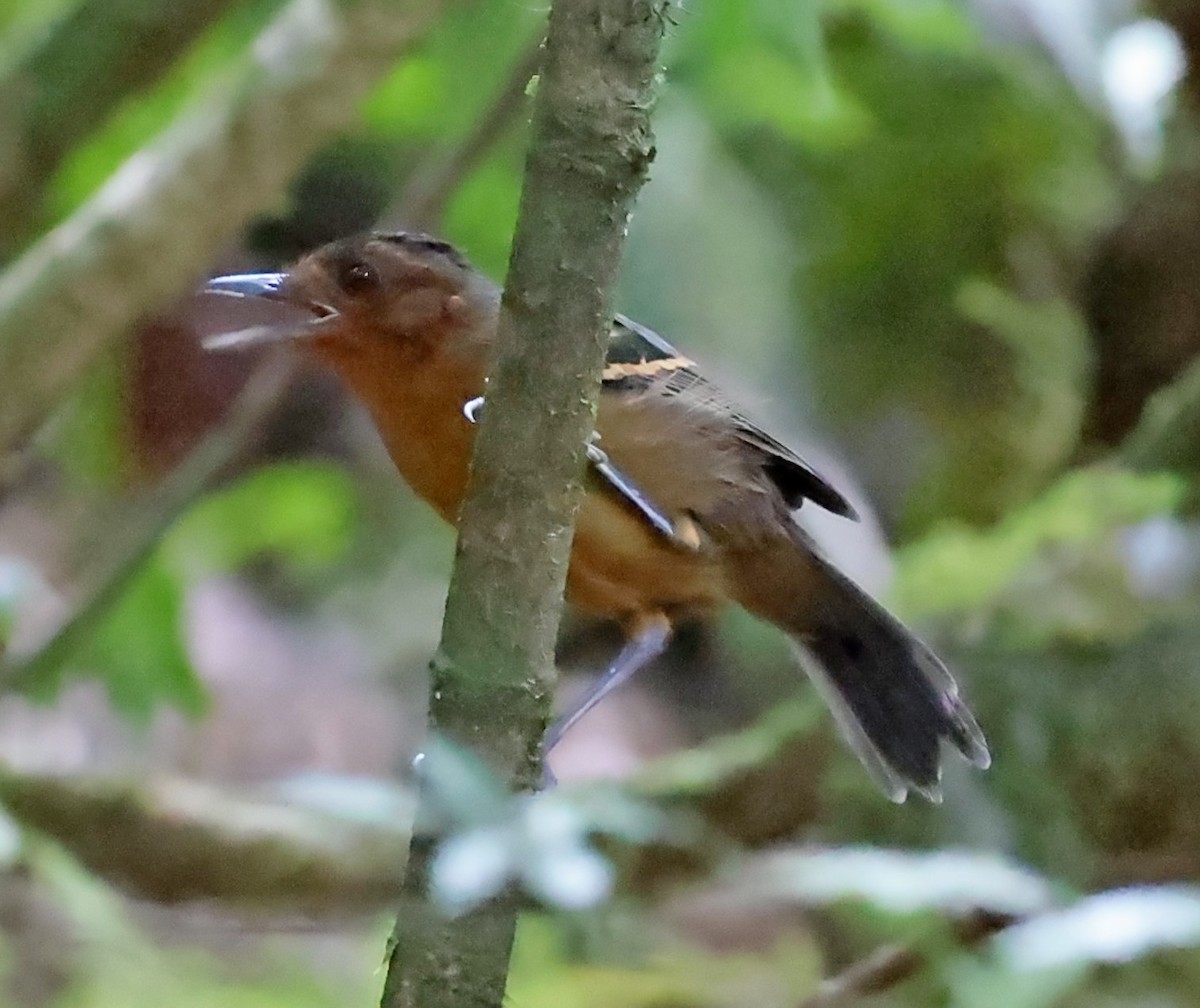 Black-headed Antbird - Maciej  Kotlarski