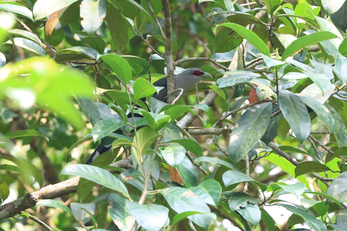 Green-billed Malkoha - Chai Thiam Lau