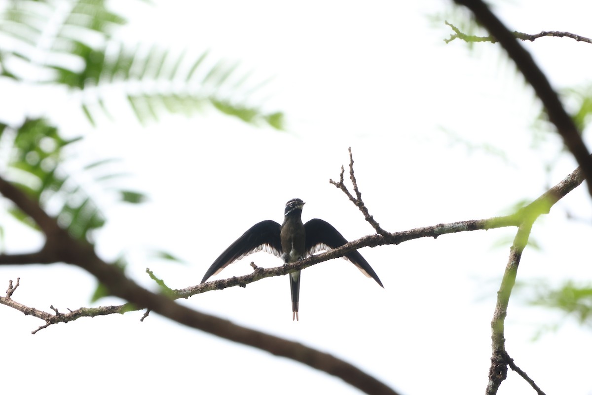 Whiskered Treeswift - ML610468229