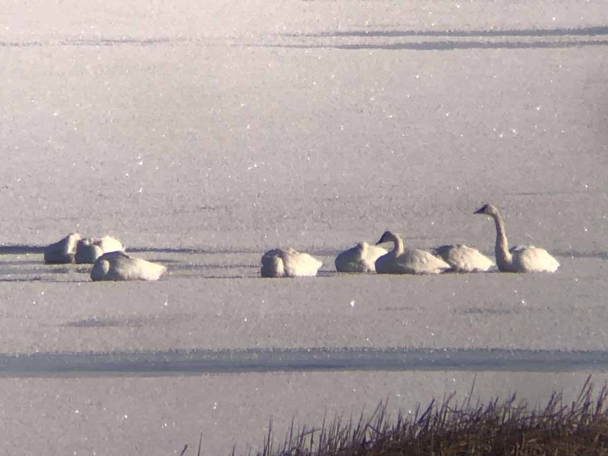 Cygne siffleur - ML610468230