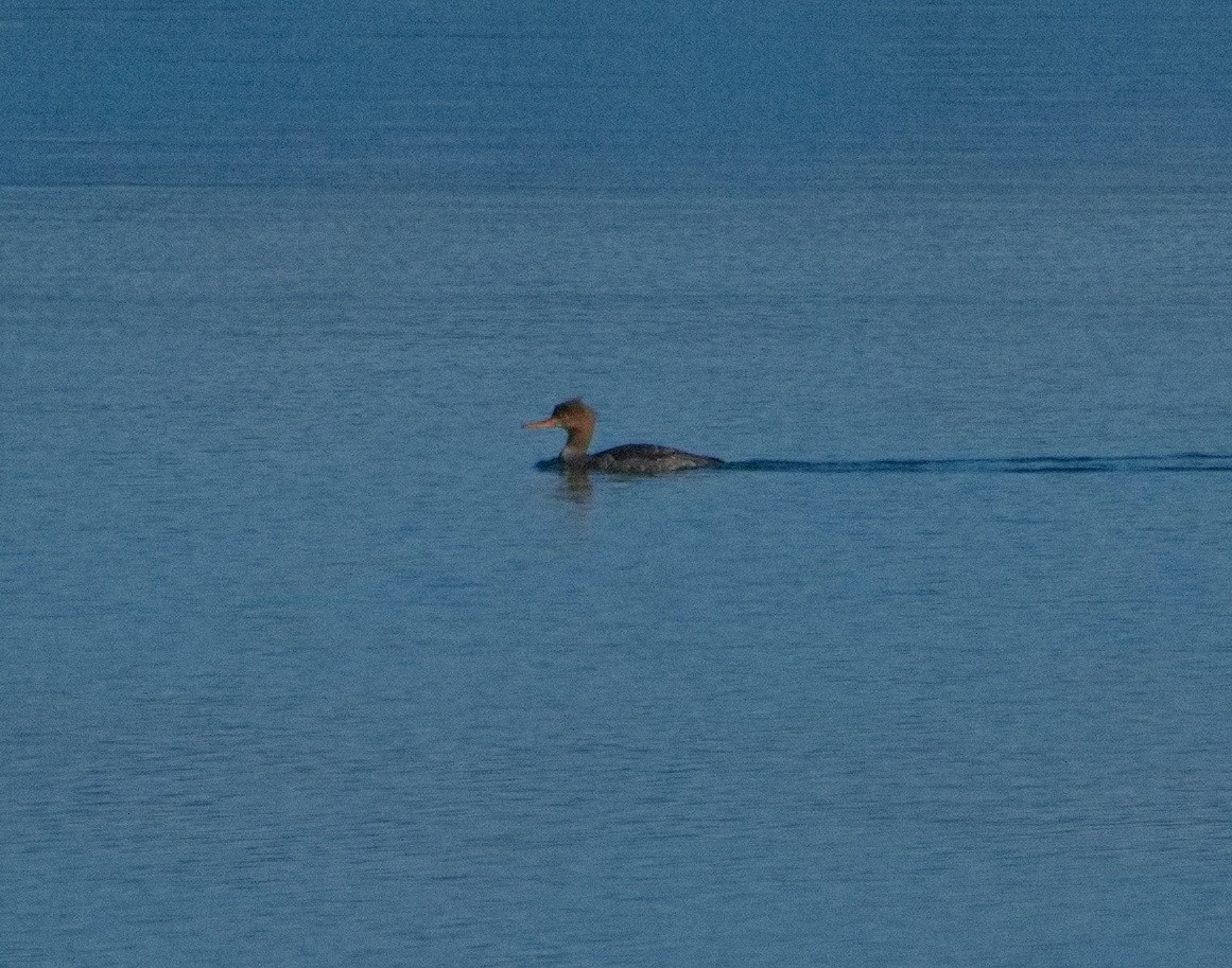 Red-breasted Merganser - BobMoose Moore