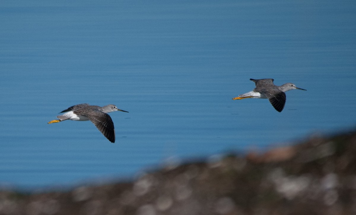 Greater Yellowlegs - ML610468249