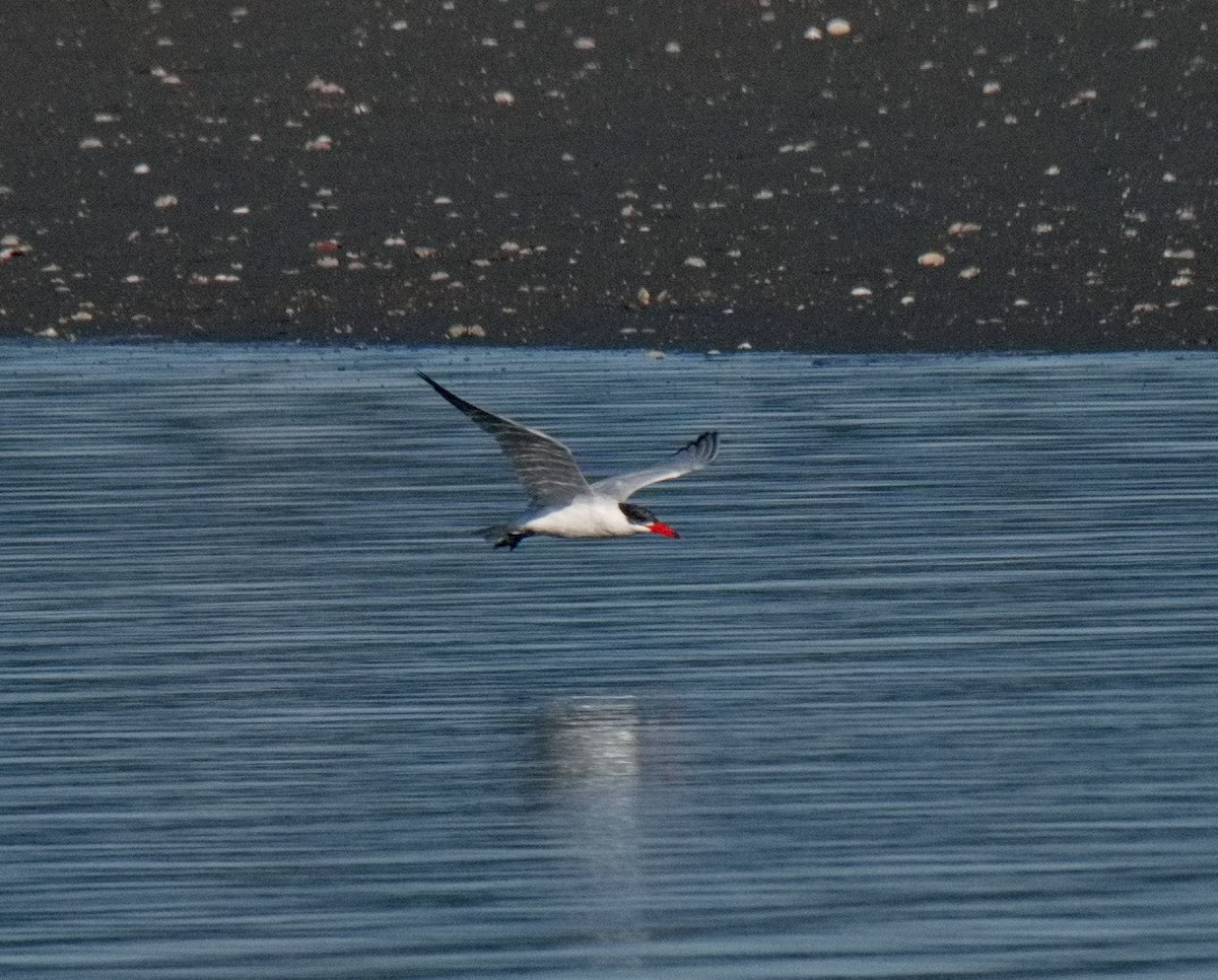 Caspian Tern - BobMoose Moore