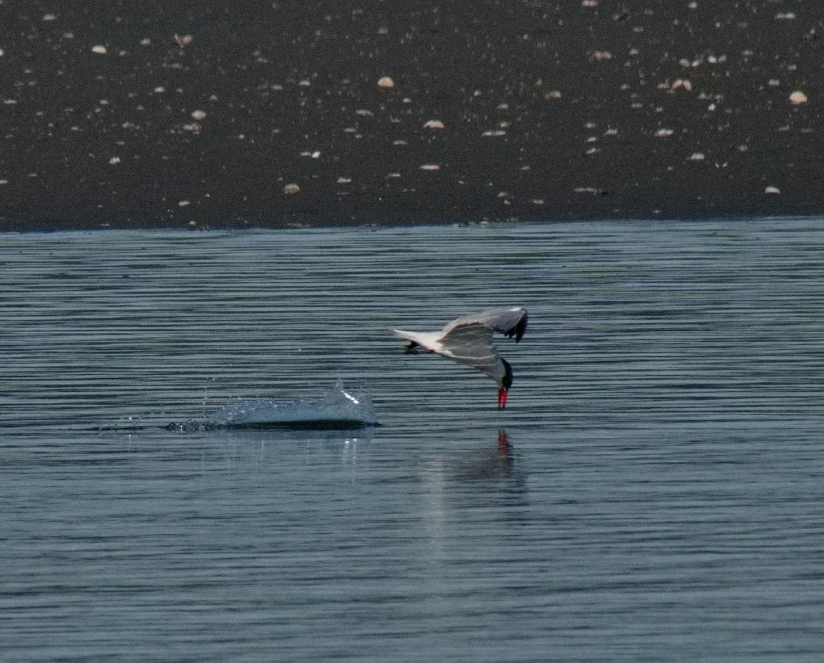 Caspian Tern - ML610468254