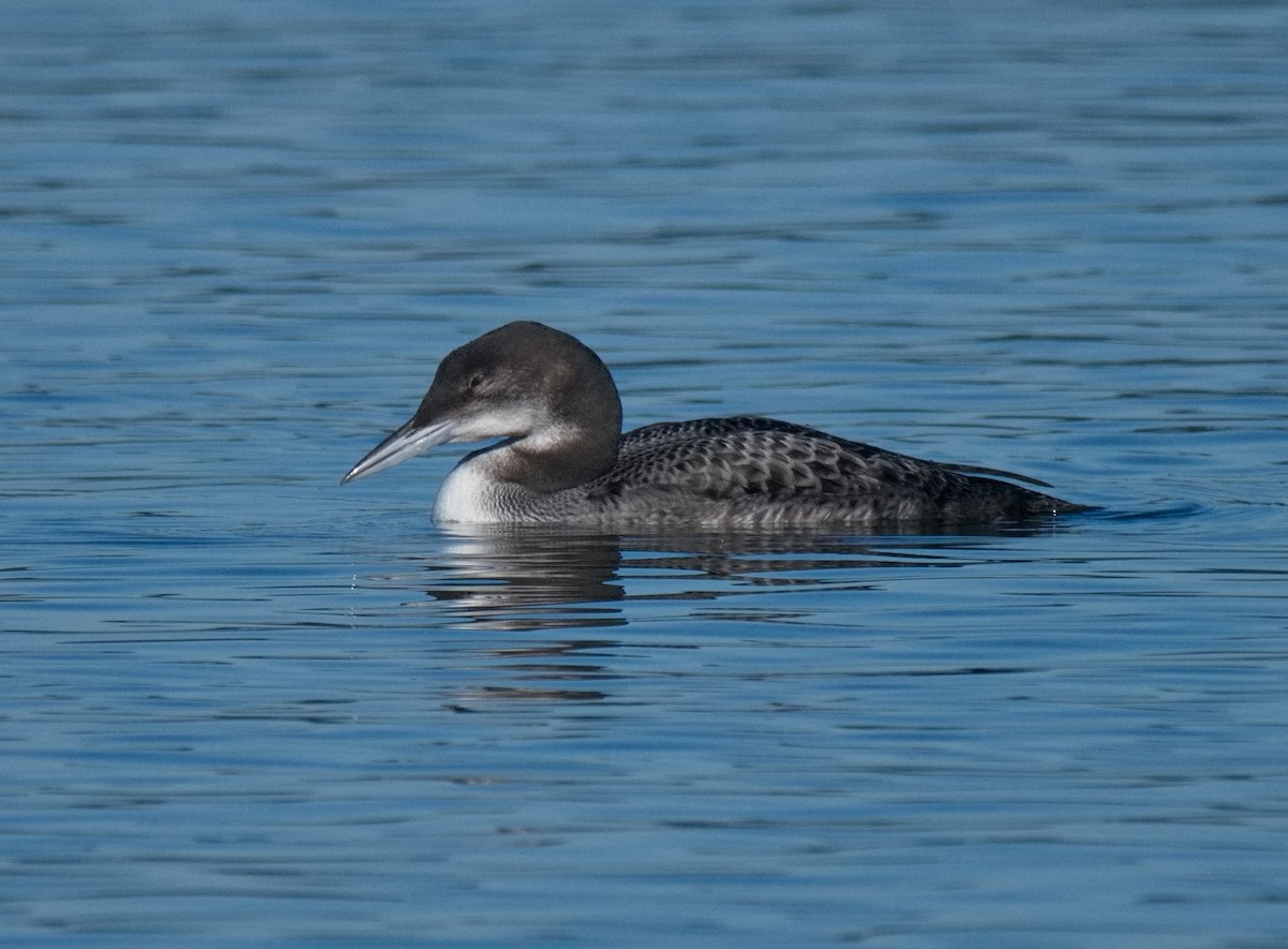 Plongeon huard - ML610468259