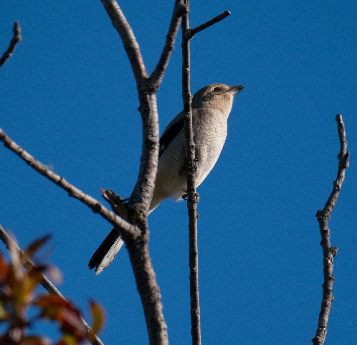 Northern Shrike - ML610468269