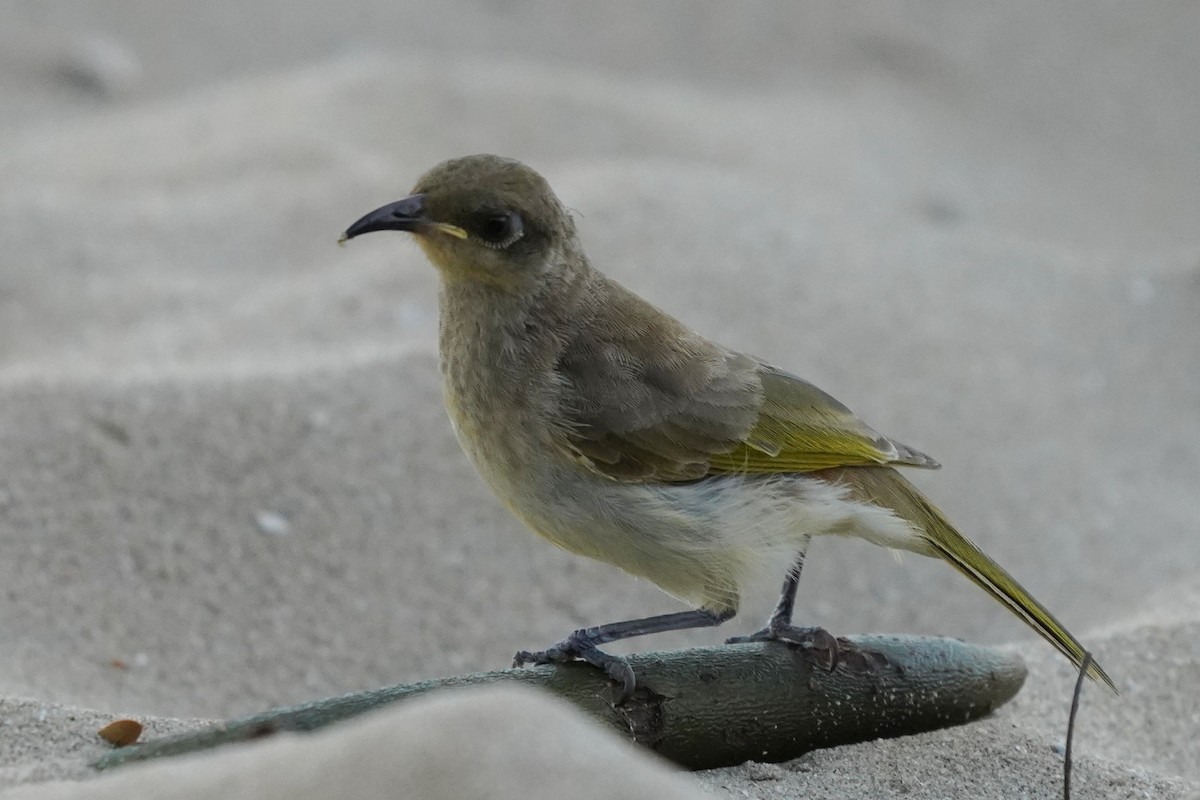 Brown Honeyeater - ML610468273