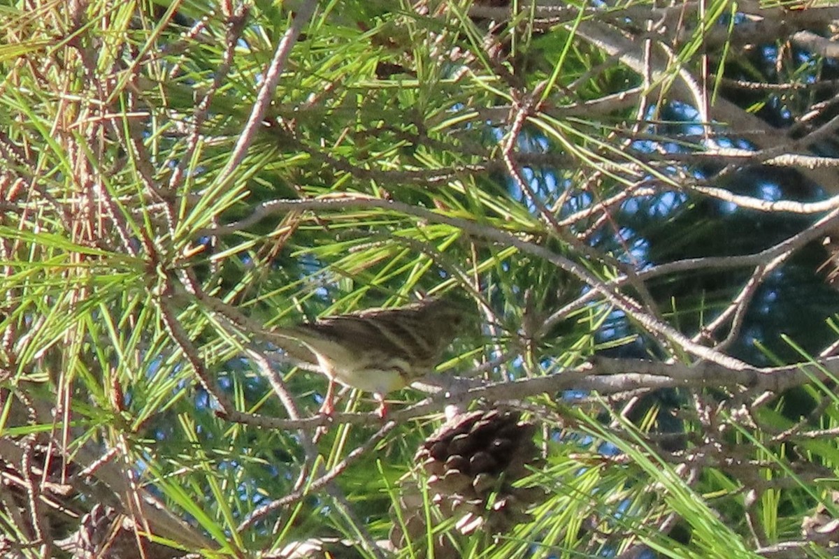 European Serin - Rosa Benito Madariaga