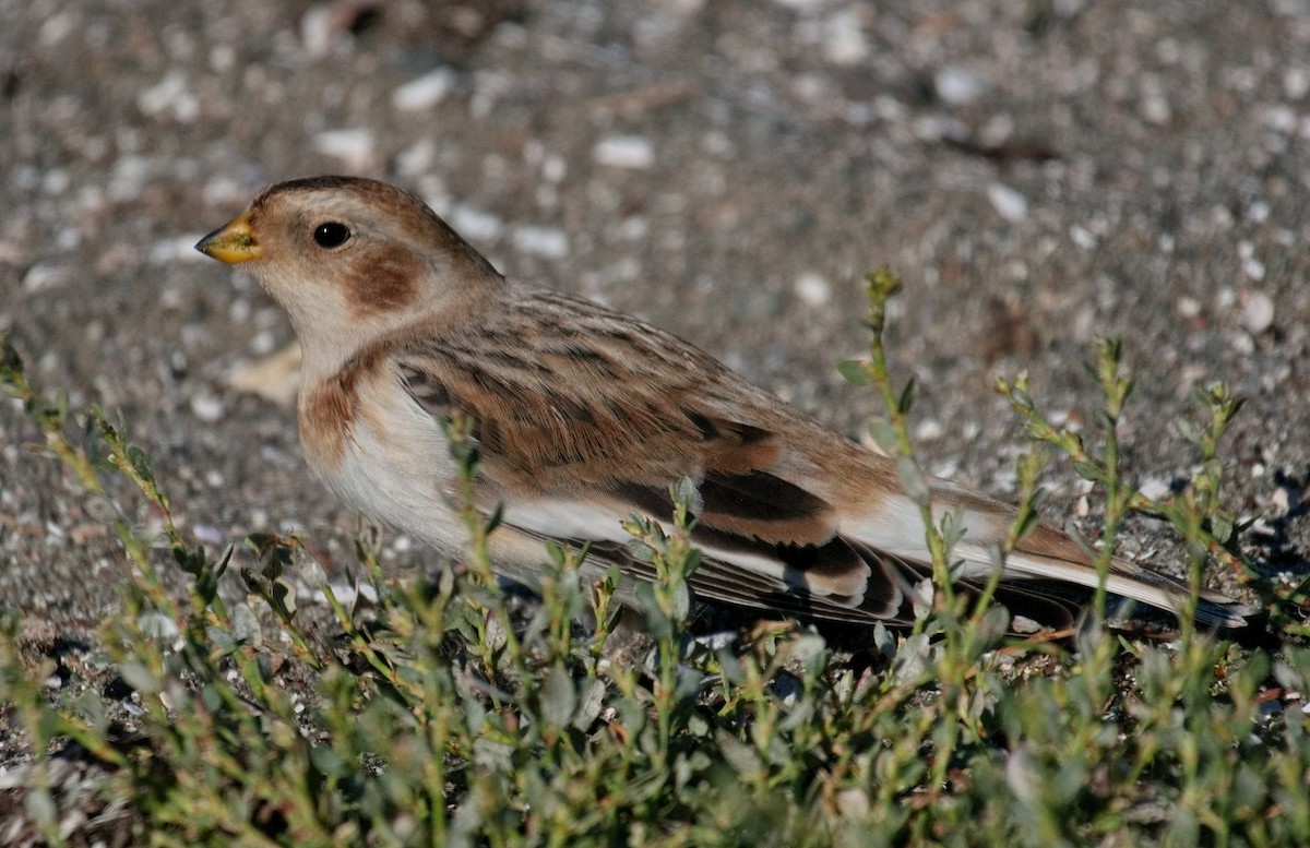 Snow Bunting - ML610468296