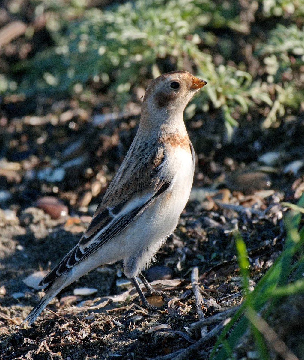 Snow Bunting - ML610468297