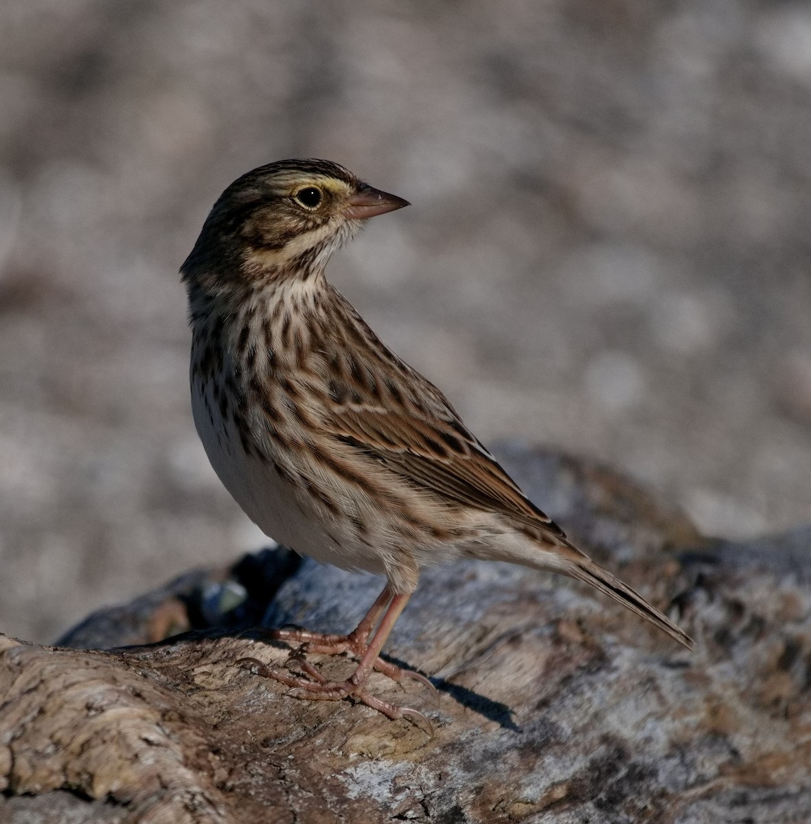 Savannah Sparrow - ML610468353