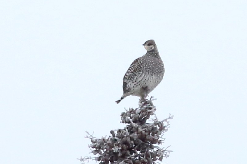 Sharp-tailed Grouse - ML610468815