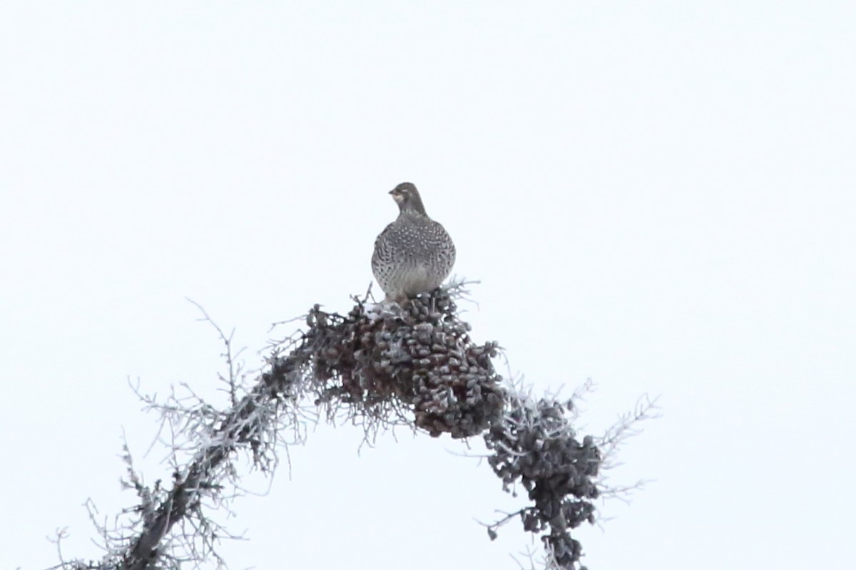 Gallo de las Praderas Rabudo - ML610468816