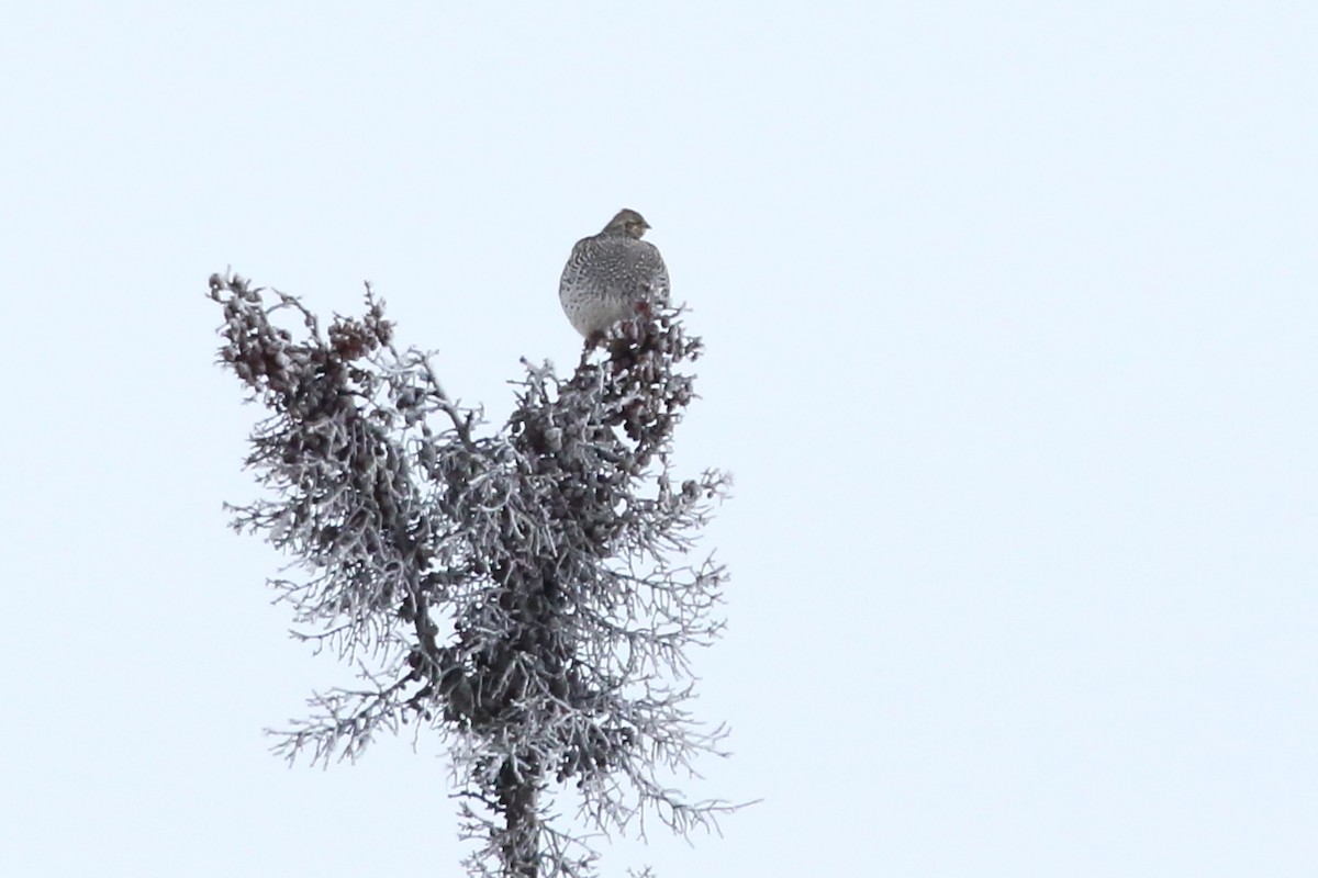 Sharp-tailed Grouse - ML610468817