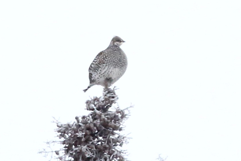 Sharp-tailed Grouse - ML610468818