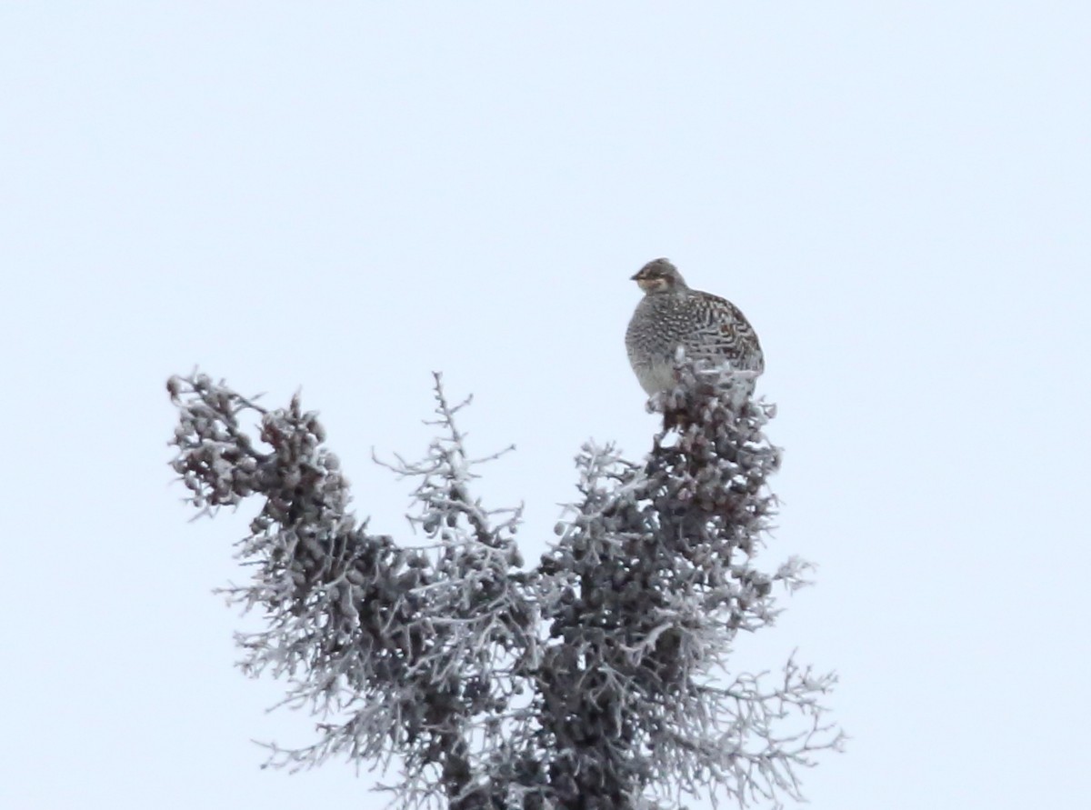 Sharp-tailed Grouse - ML610468819