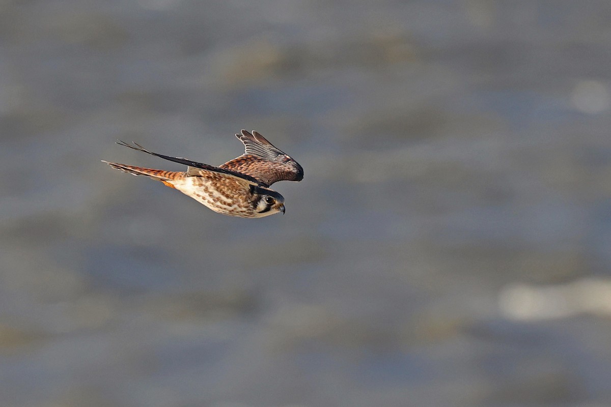 American Kestrel - ML610468855