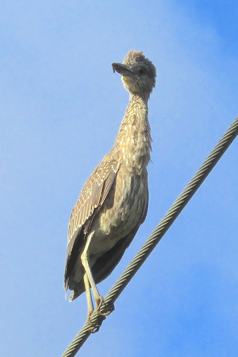 Yellow-crowned Night Heron - ML610468949