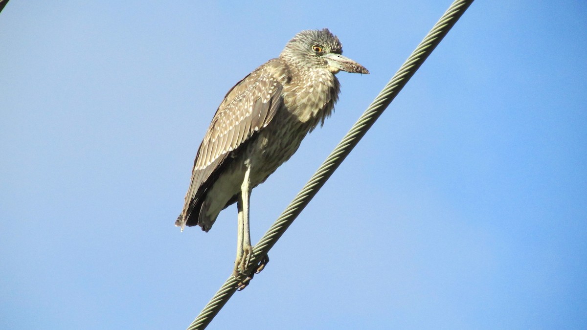 Yellow-crowned Night Heron - ML610468958