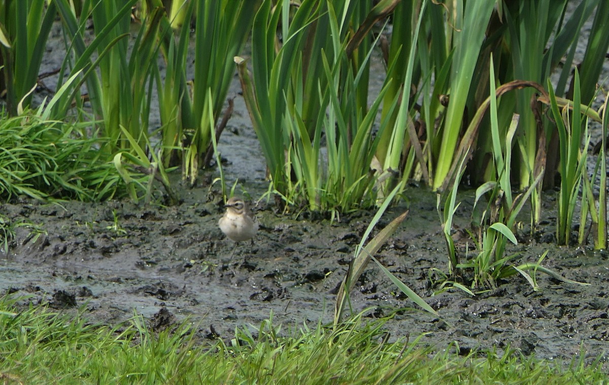 Citrine Wagtail - Mick Mellor