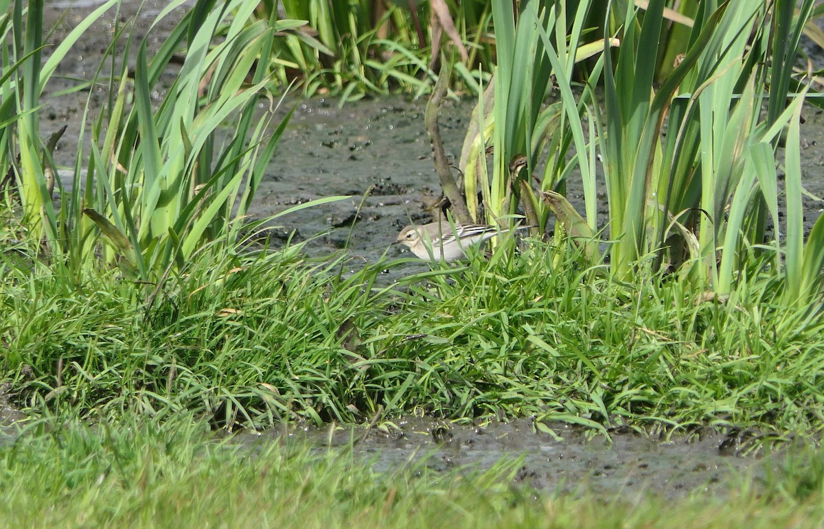 Citrine Wagtail - Mick Mellor