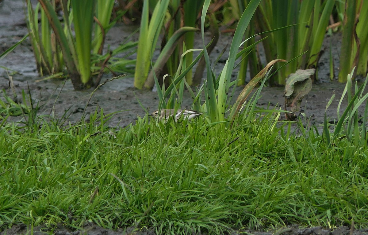 Citrine Wagtail - Mick Mellor