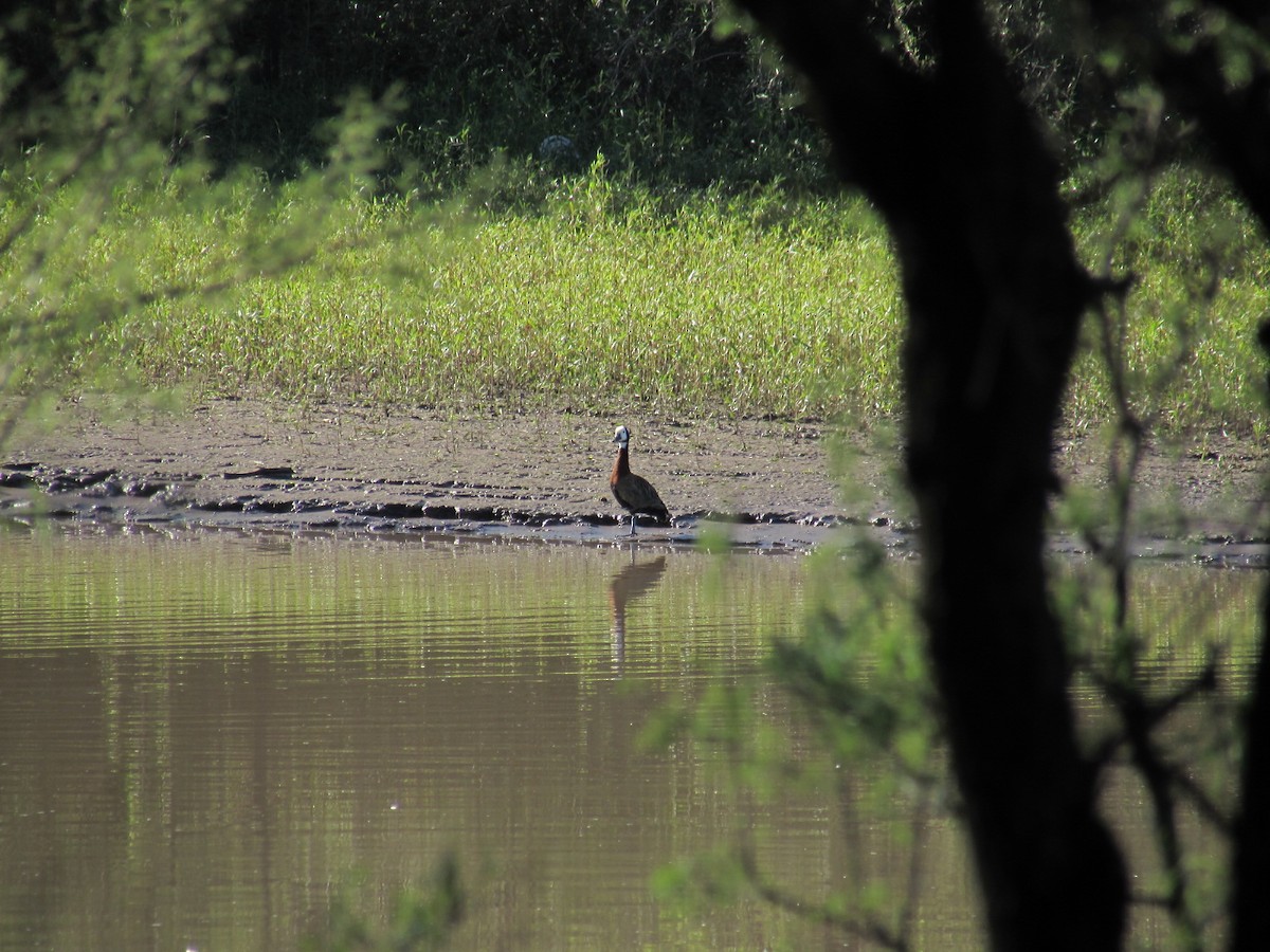 White-faced Whistling-Duck - ML610469013