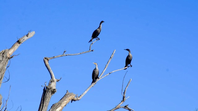 Double-crested Cormorant - ML610469016