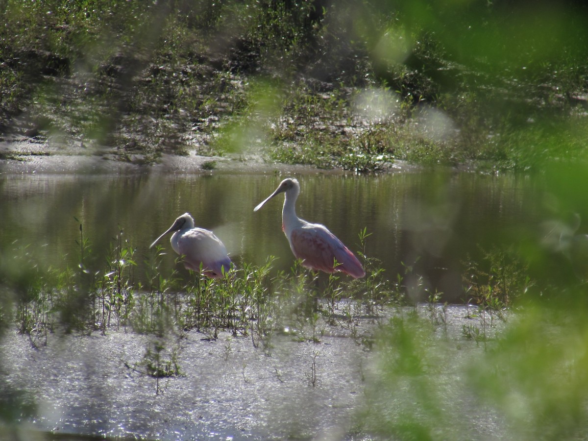 Roseate Spoonbill - ML610469085