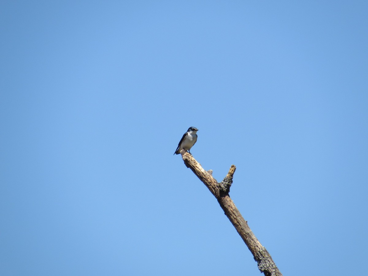 White-rumped Swallow - ML610469119