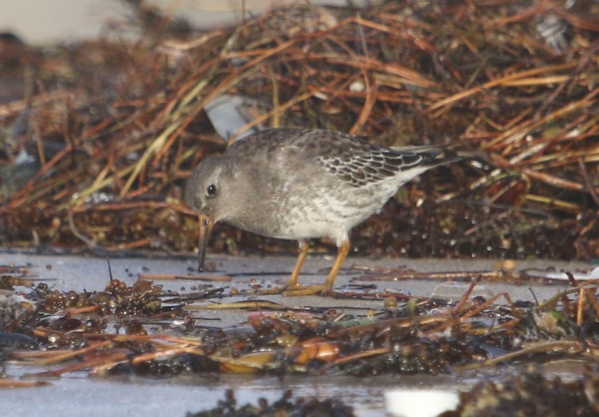 jespák mořský - ML610469190