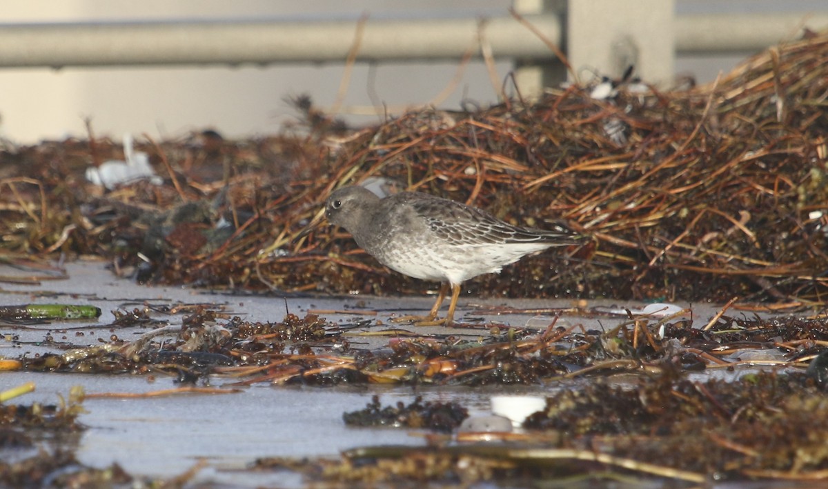 Purple Sandpiper - ML610469191