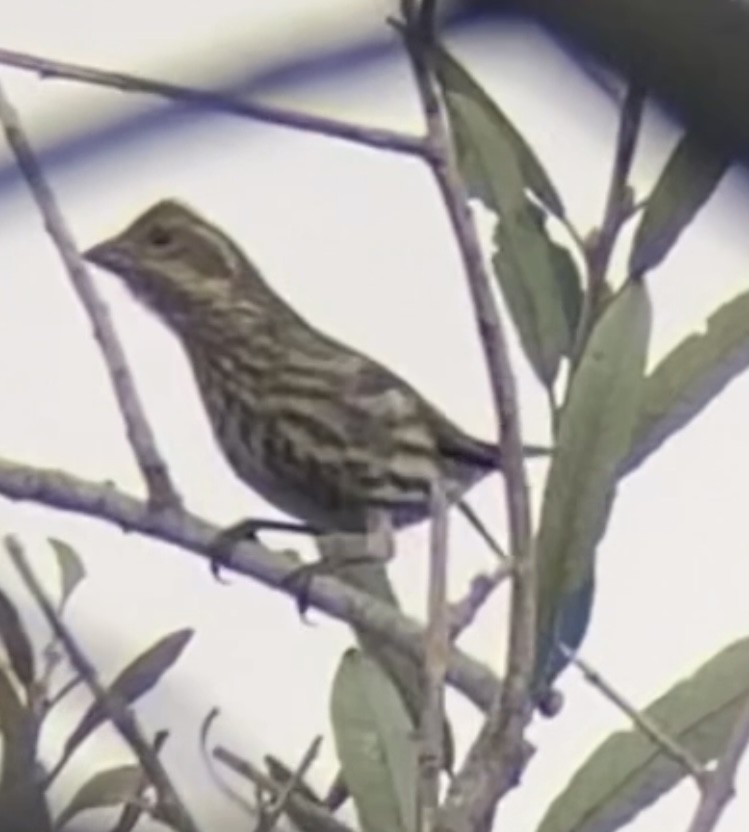 Purple Finch - ML610469205