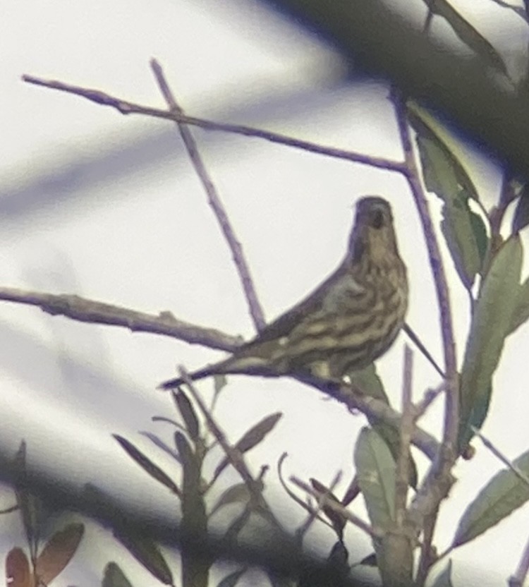 Purple Finch - ML610469206