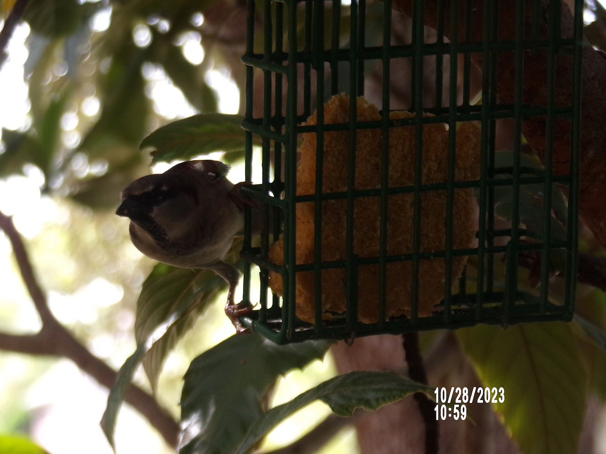 House Sparrow - Texas Bird Family