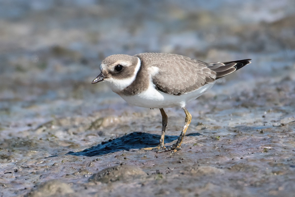 Common Ringed Plover - ML610469217