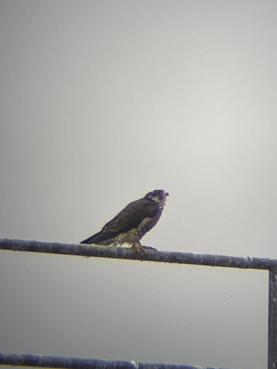 Peregrine Falcon - ML610469221