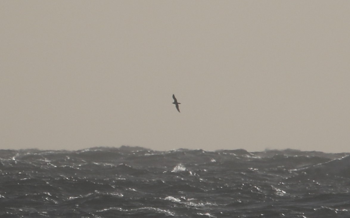 Cory's/Scopoli's Shearwater - ML610469232